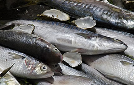 冻鱼进口流程和手续？