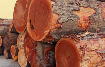 木材进口报关若何申报？木材进口清关当苦衷项？