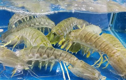 海鲜怎么进口报关？有哪些当苦衷项？